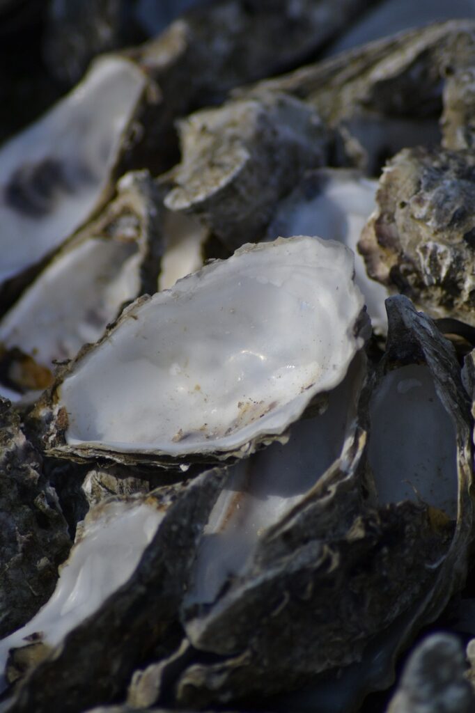 shell, oyster, ocean, nature, sea, mother of pearl